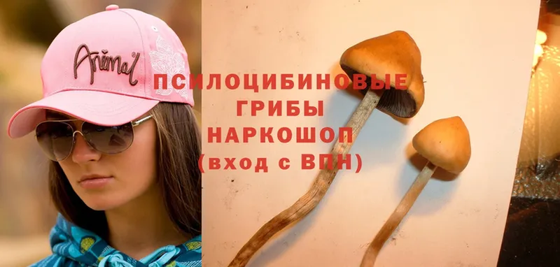 где найти   Воткинск  Галлюциногенные грибы Psilocybine cubensis 